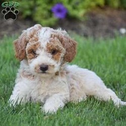 Gracie/Miniature Poodle									Puppy/Female	/July 1st, 2024,Gracie is a Mini Poodle looking for a new forever home! Both puppies parents are here on site to meet along with the puppies. All puppies are registered AKC, Vet checked, de wormed   shots given, come with all there required paperwork and ready to go. Puppies are well socialized with family and young kids and used to the outdoors. Each puppy also comes with a 1 year health guarantee and a bag of puppy food! To schedule an appointment to meet one of these amazing pups please reach out to us today!