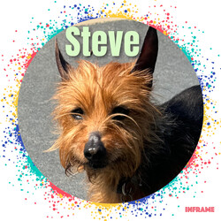 Adopt a dog:Steve/Yorkshire Terrier/Male/Senior,Meet Steve: Your New Best Friend and Family Buddy!

Hi there! I’m Steve, a 7-year-old sweetheart who’s on the lookout for my forever home. I used to go by the name Lunchbox when I was down in Texas, but now that I’m up here and out of the heat, I’m ready for a fresh start!

A Bit About Me:

Age: 7 years young
Special Traits: Sweet, loving, and a big fan of children
My Personality: I’m a charming boy with a heart full of love. I’ve had a bit of a journey, having once lived with a family and now finding myself in a wonderful foster home. I’ve had a blast there, hanging out with dogs, cats, and especially kids—I absolutely adore children! I’m potty trained, house trained, and always ready for fun.

My Quirks: I might have a touch of FOMO (Fear of Missing Out), but it’s just because I want to be part of all the cool things you’re doing. I’ll be your loyal sidekick and make sure we never miss an adventure together!

What I’m Looking For: I’m searching for a loving family who will appreciate my sweet nature and include me in all their activities. I promise to bring joy, love, and a little bit of playful enthusiasm into your home.

If you’re ready for a wonderful companion who will be thrilled to join you in every activity and offer endless affection, I’m your guy! Apply to adopt Steve today and let’s start our new adventure together!