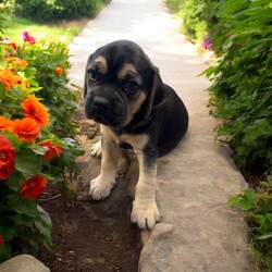 Adopt a dog:Vader/Puggle/Male/Baby,THE FOLLOWING PET IS BEING FOSTERED NEAR FORT COLLINS, CO!

In a galaxy not so far away, a bold puggle named Vader is ready to embark on his journey to find a forever home. Born on July 30, 2024, Vader is one of eight Star Wars puppies, each with a unique personality. His brave mama, Tattooine, gave birth at a shelter after being abandoned as a pregnant stray. Just one day after entering the world, Vader and his siblings were rescued and brought to a loving foster home in Fort Collins, CO.

Vader is a spirited and playful pup with a striking coat and a mischievous charm that sets him apart. While he may have a name that echoes a dark side, Vader’s heart is pure and full of love. He’s quick to engage in a game of tug-of-war or chase, and he has a knack for turning everyday moments into epic adventures. As he grows, Vader’s playful energy and strong personality will make him the perfect companion for someone who appreciates a little bit of spunk with their snuggles. Vader will be ready to join his forever family when he turns 8 weeks old. Are you ready to welcome this little force of nature into your life? The adventure awaits.

OUR DOGS ARE FOSTERED IN TEXAS OR COLORADO BUT AVAILABLE FOR ADOPTION AND TRANSPORT OUT OF STATE. Read below for more information.

All of our dogs are located in a foster home in Texas or Colorado. Our dogs are transported to a predetermined location agreed upon by the rescue. The adoption contract and fee are finalized prior to transport. As a Mutts N Such direct adoption, the adoption interview/meet and greet occurs on video call (Skype, FB Messenger call, Facetime, etc.).

Our out of state adoption fee is $350 plus transport (varies by location). This fee includes all current vaccinations, deworming, a registered microchip, fecal analysis, spay/neuter for pets 6 months & older, and a heartworm test if over 6 months old. All dogs will be current on flea/heartworm prevention. A health exam will be completed and a certificate issued by a veterinarian within 10 days of departure.

If you are interested in adopting, please complete our application:

https://petstablished.com/adoption_form/57167/generic

Note: MNS reserves the right to deny any application that is deemed unsuitable for the animal. Please be aware that our animal adoptions are NOT on a first come- first serve basis. Our sole purpose is to find the best possible home for the animals that fall under our care.