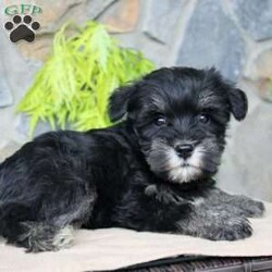 Darla/Miniature Schnauzer									Puppy/Female	/July 5th, 2024,Meet this adorable Miniature Schnauzer puppy with a natural tail and natural ears! This rare beauty comes up to date on shots and dewormer and vet checked! Both parents are our family pets and the puppies are very well socialized with children. If you are looking for a frisky, sweet, and attention motivated little puppy contact us today! 