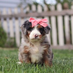 Ava/Mini Bernedoodle									Puppy/Female	/6 Weeks,Meet our charming Mini Bernedoodle puppy named Ava! She is a bundle of joy and fluff that will steal your heart instantly! With fluffy fur and eyes that sparkle with curiosity, this little girl is ready to fill your home with joy. She has a heart full of love and a playful spirit that will fill your home with laughter. Whether cuddled up on the couch or exploring the great outdoors she is ready to bring endless joy and companionship to the lucky family that opens their hearts to her boundless affection. Her playful demeanor makes her a wonderful companion for both individuals and families alike. 