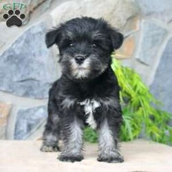 Darla/Miniature Schnauzer									Puppy/Female	/July 5th, 2024,Meet this adorable Miniature Schnauzer puppy with a natural tail and natural ears! This rare beauty comes up to date on shots and dewormer and vet checked! Both parents are our family pets and the puppies are very well socialized with children. If you are looking for a frisky, sweet, and attention motivated little puppy contact us today! 