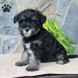 Darla/Miniature Schnauzer									Puppy/Female	/July 5th, 2024,Meet this adorable Miniature Schnauzer puppy with a natural tail and natural ears! This rare beauty comes up to date on shots and dewormer and vet checked! Both parents are our family pets and the puppies are very well socialized with children. If you are looking for a frisky, sweet, and attention motivated little puppy contact us today! 