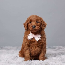 Ellie/Mini Goldendoodle									Puppy/Female	/7 Weeks,Meet Ellie, a delightful Mini Goldendoodle with a heart full of love and a playful spirit. Raised with care in a warm family setting, she’s been surrounded by love from day one. Ellie is healthy, having been vet checked, microchipped, and kept up to date on her vaccines and dewormer. She’s ready to bring joy, cuddles, and wagging tails to her new forever home. If you’re looking for a sweet, loyal companion who will brighten your days with her happy energy, Ellie is the perfect match for your family. Don’t miss out on bringing this bundle of joy into your life!