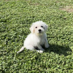 Adopt a dog:Liza/Miniature Schnauzer/Female/Baby,Liza is a darling Schnauzer/Toy Poodle mix. Born June 22, 2024 she has a personality that's as playful and funny as she is curious. She's friendly to everyone she meets, be it humans or other animals, and she loves to make new friends. Even as a baby, she is quite smart. She loves to play and run around, but she also knows when it's time to snuggle up and go to sleep. This sweet girl is looking for her forever family one that she can call her very own. Are you that family? Adoption fee is $850.00. For mor information please call 352-502-2379.

There is a $100.00 refundable sterilization deposit included in the adoption fee. Refunded upon proof of spay or neuter from your veterinarian or you may use one of our Veterinarians at our cost. This MUST be done by six months of age.