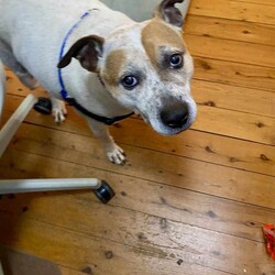 Precious/Staffordshire Bull Terrier / Australian Cattle Dog/Female/7 Years 5 Months,Hey there, possible new love of my life! I'm Precious, and I'm here to find my perfect match for my forever family. Let me give you the scoop on what makes me tick: I came into the RSPCA a tad nervous and fearful, especially around new people. That's why I'm looking for an experienced owner who understands my quirks and can help me feel safe and secure. Despite my initial shyness, I promise I'm worth the effort. I was lucky enough to get scooped up by the best foster family that have been teaching me all their is to know about pet life an I am loving it! I'm best suited to a calm, social dog who can show me the ropes and help boost my confidence. So, let's arrange a meet-and-greet to make sure we're a paw-fect match! Along with any doggo friends please note I will be suited to a more mature household who can read my body language and understand when I need my own space, I promise it will be worth it, I can be a little love bug with my favourite people. Bring along anyone who will be about of my new family, just so we can all get to know each other. As for my furry friends, I promise plenty of tail wags, snuggles, and maybe even a few laughs along the way. Scritches and scratches, Presh I am currently hanging out in my lovely foster home while I wait to be adopted. If I sound like the perfect little dog for you, please complete an expression of interest form  and the team will get back to you as soon as possible! -Experienced owner -Must meet family -No children under 15 -Must meet all dogs