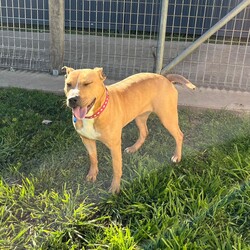 Emmy/American Staffordshire Terrier/Female/1 Year 2 Months,Hello, my name is Emmy. I am a beautiful 1 year old little lady looking for a loving home. I haven't had a whole lot of luck in my life, but I am ready to start a new chapter. I am a quiet girl and can be shy, but I am gentle and respectful in the presence of humans. At times I can become a bit overwhelmed. I would like a quiet household, a warm soft bed and somewhere in the home that I can call my 