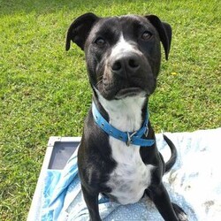 Nash/Staffordshire Bull Terrier / Australian Cattle Dog/Male/1 Year 9 Months,Good things come in three… LEGS! Meet handsome Nash! Nash's journey may have had a few bumps, but his spirit is unbreakable, and his heart is ready to love unconditionally in his new forever home. Despite his tough start, Nash is a shining example of resilience and joy, waiting for that special someone to share life's adventures. Nash thrives as the only pet in the household, where he can be the centre of attention and bask in all the love you have to offer. Nash is eager to join a family who understands his unique needs and will cherish him for the sweet, gentle soul that he is. Nash requires a patient and experienced owner who can guide him with care and understanding. Whether you have experience with special-needs dogs or are willing to learn, Nash will reward you with unwavering loyalty and affection. He needs moderate exercise to maintain his ideal weight, so short walks are his forte—think leisurely strolls rather than marathon runs! A house with minimal or no stairs is also required to help Nash move around comfortably! With Nash, you're not just adopting a dog; you're gaining a true friend and companion. His endearing spirit and loving nature will brighten your days and warm your heart. Nash's zest for life is infectious, reminding us all to embrace each moment with joy and gratitude. If you're looking to make a profound difference in a dog's life and receive boundless love in return, Nash is eagerly awaiting your embrace. Fill out an adoption application today and open your home to a furry friend who will redefine the meaning of loyalty and resilience. Nash is ready to embark on new adventures with you—don't miss out on this incredible opportunity to make him a cherished member of your family! Requirements: If you think you could be Nash's forever family, please fill out an application at  or contact the shelter directly on 0477 064 192 or email us at barc@rspcansw.org.au  