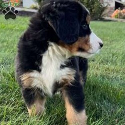 Sage/Bernese Mountain Dog									Puppy/Female	/July 5th, 2024,Hello meet Sage one of our baby Bernese Mountain Dogs. Sage is a very cute and spunky little girl . She was born with her three sisters and one brother. She also loves attention and will follow you around. Sage is 