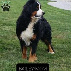 Sage/Bernese Mountain Dog									Puppy/Female	/July 5th, 2024,Hello meet Sage one of our baby Bernese Mountain Dogs. Sage is a very cute and spunky little girl . She was born with her three sisters and one brother. She also loves attention and will follow you around. Sage is 