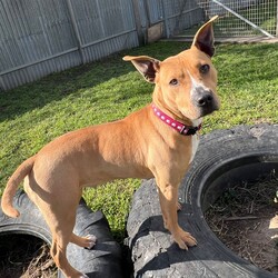 Adopt a dog:Emmy/American Staffordshire Terrier/Female/1 Year 1 Month,Hello, my name is Emmy. I am a beautiful 1 year old little lady looking for a loving home. I haven't had a whole lot of luck in my life, but I am ready to start a new chapter. I am a quiet girl and can be shy, but I am gentle and respectful in the presence of humans. At times I can become a bit overwhelmed. I would like a quiet household, a warm soft bed and somewhere in the home that I can call my 