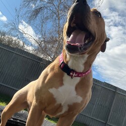 Adopt a dog:Emmy/American Staffordshire Terrier/Female/1 Year 1 Month,Hello, my name is Emmy. I am a beautiful 1 year old little lady looking for a loving home. I haven't had a whole lot of luck in my life, but I am ready to start a new chapter. I am a quiet girl and can be shy, but I am gentle and respectful in the presence of humans. At times I can become a bit overwhelmed. I would like a quiet household, a warm soft bed and somewhere in the home that I can call my 