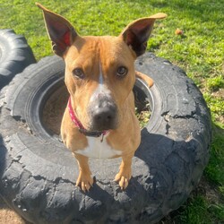 Adopt a dog:Emmy/American Staffordshire Terrier/Female/1 Year 1 Month,Hello, my name is Emmy. I am a beautiful 1 year old little lady looking for a loving home. I haven't had a whole lot of luck in my life, but I am ready to start a new chapter. I am a quiet girl and can be shy, but I am gentle and respectful in the presence of humans. At times I can become a bit overwhelmed. I would like a quiet household, a warm soft bed and somewhere in the home that I can call my 