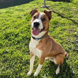 Adopt a dog:Frank/Australian Cattle Dog / American Staffordshire Terrier/Male/1 Year,Hello! My name's Frank. What's yours? I am a well-mannered young man who is on the lookout for a human or humans to join on your adventures and to be your best buddy at home. I have spent a little time here at the shelter and during this time the staff have seen me grow from a slightly timid kid to a confident, chilled out young man. Well, most of the time. Sometimes I can get a bit excited and bouncy – because of this I'd be best suited to a family aged 12 yrs and up so that I don't bounce someone over accidentally. I have a happy nature – I can't wait for you to get to know me! My favourite things are playing with toys and going on walks with my doggy friends. If you have a dog at home, please bring them in to meet me to make sure we are a good match! I’ve heard about something called a “backyard,” and it sounds like a dream! An area all for me to run around, climb, sniff, and explore; at the shelter we have grass yards, but I have to share them with all the other doggies. Sigh. But don’t think I’m just an outdoor adventurer; I also love lounging inside, playing with my toys, or chasing butterflies in my dreams. I would not be suited to a home with cats or pocket pets. I would suit a full time worker if you have time to settle me into my new home. Lastly! What are you waiting for? Yours, Frank -Must meet all dogs -No pocket pets or cats -No children under 12