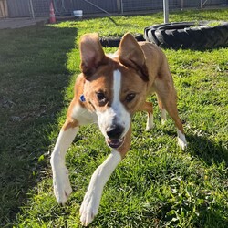 Frank/Australian Cattle Dog / American Staffordshire Terrier/Male/1 Year,Hello! My name's Frank. What's yours? I am a well-mannered young man who is on the lookout for a human or humans to join on your adventures and to be your best buddy at home. I have spent a little time here at the shelter and during this time the staff have seen me grow from a slightly timid kid to a confident, chilled out young man. Well, most of the time. Sometimes I can get a bit excited and bouncy – because of this I'd be best suited to a family aged 12 yrs and up so that I don't bounce someone over accidentally. I have a happy nature – I can't wait for you to get to know me! My favourite things are playing with toys and going on walks with my doggy friends. If you have a dog at home, please bring them in to meet me to make sure we are a good match! I’ve heard about something called a “backyard,” and it sounds like a dream! An area all for me to run around, climb, sniff, and explore; at the shelter we have grass yards, but I have to share them with all the other doggies. Sigh. But don’t think I’m just an outdoor adventurer; I also love lounging inside, playing with my toys, or chasing butterflies in my dreams. I would not be suited to a home with cats or pocket pets. I would suit a full time worker if you have time to settle me into my new home. Lastly! What are you waiting for? Yours, Frank -Must meet all dogs -No pocket pets or cats -No children under 12