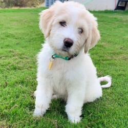 Adopt a dog:McCollum/Great Pyrenees/Male/Baby,Meet McCollum! 

McCollum is a 2 month old Great Pyrenees mix who is ready to find his forever home. This playful pup is full of energy and loves spending time outdoors, whether he's chasing after toys or just exploring the yard. McCollum is a social butterfly who gets along great with other dogs, cats, and kids, making him the perfect addition to any family. He does bark at cats when they won't play with him, but it's all in good fun-he just loves to make new friends!

He's doing an excellent job with potty training and has quickly learned to go outside on a schedule. Plus, McCollum sleeps through the night without any fuss, so you can count on getting a good night's rest. If you're looking for a loyal, fun-loving companion, McCollum might just be the perfect match for you!

To set up a meet and greet or inquire about a dog, please first fill out an application at https://savinghoperescue.org/adopt It doesn't obligate you, but it is the first step. We don't get to all of the inquiries but respond to all applications. Thank you for choosing to rescue!
----------------------PLEASE READ-------------------------------
Our dogs are fostered in Texas but available for adoption in New Jersey with stops in - Manahawkin NJ and Ocean City NJ. These dogs are transported to a predetermined location agreed upon by the rescue.

Our out of state adoption fee is $550 for adults and $650 for puppies. This fee includes: Age-appropriate vaccinations, up to date heart-worm and flea preventative, heart-worm test if over 6 months,  microchip with registration, health certificate, and transport costs. 

As a Saving Hope direct adoption, the adoption interview/meet and greet occurs on video call (Skype, FB Messenger call, Facetime, etc). The adoption application and fee would be finalized prior to transport.