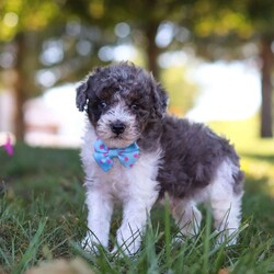 Jasper/Miniature Poodle									Puppy/Male	/9 Weeks,Meet Jasper, an adorable Mini Poodle with a heart full of charm. Bursting with energy, he’s always up for fun and adventure, making every moment exciting. His intelligence and loving personality allow him to connect with those around him, quickly becoming a favorite. Whether he’s chasing after his favorite toy or snuggling up for cozy downtime, his playful yet gentle nature makes him an ideal companion for any loving family!