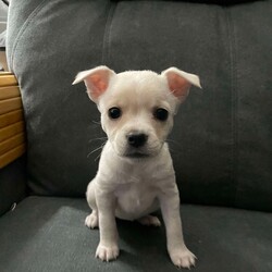 Adopt a dog:Wendy/Chihuahua/Female/Baby,Wendy girl is such a sweetie pie! 8 week old chi mix pupper that is ready to find her forever family. UTD on shots and loves all. Apply to meet this tiny little girl today! www.hindeanimalsafehaven.org  KL18435