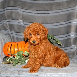 Patches/Miniature Poodle									Puppy/Male	/8 Weeks