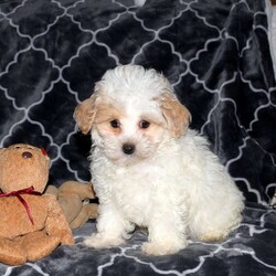 Felix/Maltipoo									Puppy/Male	/8 Weeks,Felix, an adorable Maltipoo puppy, is quite the charmer! You’ll fall in love with his cute face and bouncy personality! Well socialized and family raised, this precious pooch is ready to be loved by a forever family. Felix has been seen by a vet and is up to date on shots and de-wormer, plus the breeder provides a health guarantee when this little sweetheart heads home. Call Barbie Lapp today for more information and to schedule a visit!