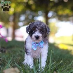 Jasper/Miniature Poodle									Puppy/Male	/9 Weeks,Meet Jasper, an adorable Mini Poodle with a heart full of charm. Bursting with energy, he’s always up for fun and adventure, making every moment exciting. His intelligence and loving personality allow him to connect with those around him, quickly becoming a favorite. Whether he’s chasing after his favorite toy or snuggling up for cozy downtime, his playful yet gentle nature makes him an ideal companion for any loving family!