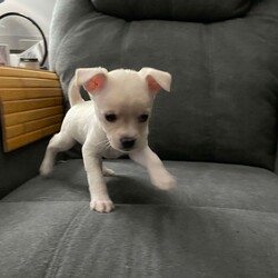 Adopt a dog:Wendy/Chihuahua/Female/Baby,Wendy girl is such a sweetie pie! 8 week old chi mix pupper that is ready to find her forever family. UTD on shots and loves all. Apply to meet this tiny little girl today! www.hindeanimalsafehaven.org  KL18435