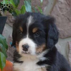 Bandit/Bernese Mountain Dog									Puppy/Male	/6 Weeks,Here comes Bandit! Say hello to this cute & cuddly Bernese Mountain Dog puppy. He is family-raised and socialized, making him an excellent fit for anyone interested in adopting. Also, Bandit will come home vet checked and up to date on shots & wormer, plus the breeder provides a 30-day health guarantee. If you want to arrange a meet & greet with this happy pup who can be registered with the AKC, please call the breeder today!