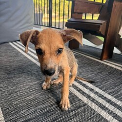 Adopt a dog:Fiona/Terrier/Female/Baby,Meet perfect puppy Fiona! With her adorably scruffy face and her delightfully happy personality, this 9-week-old terrier mix is ready to find a loving forever home. Fiona weighs in at just 8lbs, but she has the most amazing personality fit into her tiny body!

Fiona is a sweet girl with lots of love to give. She is full of adorable puppy energy, but she absolutely loves cuddle time too. One of her favourite things to do is to play fetch with her foster family, she worked out how to play it super-fast, she’s a smart girl! 

Fiona is great with other dogs, and she loves kids, she currently lives with a toddler and loves to play and snuggle with her. Fiona is doing great with potty training and whines to let you know she needs to go out. She is also working on leash training within her foster family’s yard.

Fiona would make a wonderful addition to any family, and we hope to find her a family who will treasure her for the entirety of her life. If you think that Fiona is your perfect match, apply today! Fiona is adoptable in Texas and the Northeast.

*All breed listings are educated guesses and not guaranteed*