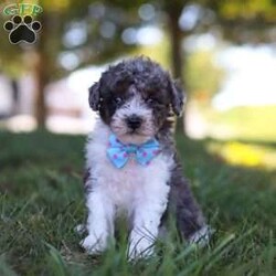 Jasper/Miniature Poodle									Puppy/Male	/7 Weeks,Meet Jasper, an adorable Mini Poodle with a heart full of charm. Bursting with energy, he’s always up for fun and adventure, making every moment exciting. His intelligence and loving personality allow him to connect with those around him, quickly becoming a favorite. Whether he’s chasing after his favorite toy or snuggling up for cozy downtime, his playful yet gentle nature makes him an ideal companion for any loving family!