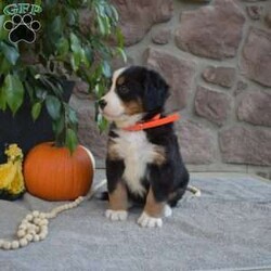 Bailey/Bernese Mountain Dog									Puppy/Female	/6 Weeks,Here comes Bailey! Say hello to this cute & cuddly Bernese Mountain Dog puppy. She is family-raised and socialized, making her an excellent fit for anyone interested in adopting. Also, Bailey will come home vet checked and up to date on shots & wormer, plus the breeder provides a 30-day health guarantee. If you want to arrange a meet & greet with this happy pup who can be registered with the AKC, please call the breeder today!