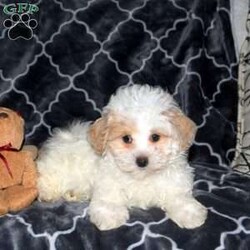 Felix/Maltipoo									Puppy/Male	/8 Weeks,Felix, an adorable Maltipoo puppy, is quite the charmer! You’ll fall in love with his cute face and bouncy personality! Well socialized and family raised, this precious pooch is ready to be loved by a forever family. Felix has been seen by a vet and is up to date on shots and de-wormer, plus the breeder provides a health guarantee when this little sweetheart heads home. Call Barbie Lapp today for more information and to schedule a visit!