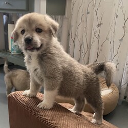 Kiki/Great Pyrenees/Female/Baby