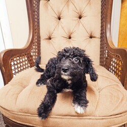 Adopt a dog:Azalea/Australian Shepherd/Female/Baby,Azalea and the rest of her litter are little love bugs! They were born on 6/7/24. Their mama is about 20 -25 pounds. These little aussiedoodles are ready to find their forever families. They will need regular grooming.