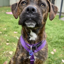 Adopt a dog:Mocha/Boxer / Mastiff/Female/1 Year 1 Month,Hi, I'm Mocha, it's so nice to meet you! I'm a sweet and gentle girl with a beautiful, goofy nature and the kindest eyes. In my previous home I was quite sheltered, so I haven't experienced much of the world yet! New sights and sounds can overwhelm me at times, but once I feel safe my loving nature really shines through! I thrive in calm, quiet environments and enjoy simple pleasures like lounging on the couch or strolling around the backyard. When the staff bring me up to the office I love to come up and lean on them for a bit of a pat. I am super sweet and just love to be around my favourite people. I would love if my family were home a bit more often like if they worked from home every now and then :). I'm looking for a patient and understanding owner who can introduce me to new experiences gradually, helping me build confidence at my own pace. With your love and consistency, I'm ready to blossom into the happy, secure dog I know I can be. My ideal home would be a quieter one with adults only or older children who can offer the patience and gentle handling I need. A secure, fenced yard would be ideal so that I can have in/outdoor access to explore at my own pace. I would also be best suited to a home with no other dogs. I can get along with other calm dogs, but high-energy animals are often too much for me. If you have a loving heart and a bit of extra patience, I could be the perfect companion for you. Please contact the shelter to meet me and start our journey together. Let's make my dream of a loving home come true! If you think you could be my new forever family, please fill out an application at   or contact the shelter directly on 0477 064 192 or email us at barc@rspcansw.org.au   RESTRICTIONS: -No children under 15 -Must be only dog -Experienced owner -Indoor/outdoor acce