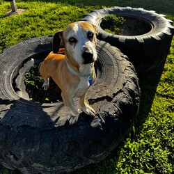 Betty/Welsh Corgi (Pembroke) / Staffordshire Bull Terrier/Female/9 Years 3 Months,Hi there! I’m Betty and I’m a very sweet mature lady who is ready to start a new chapter! I wasn’t in the best condition when I first arrived at the shelter, but I still LOOOOVEE people, and I would love to come home with you and give you all the snuggles on the lounge whilst we watch a movie! Or I’d love to have a nice nap in a round fluffy snuggle bed, they’re so comfy!  As you can probably tell, my legs look a little funny, don’t they? The technical name is “Angular Limb Deformity”, but you may also know it as ‘bow legged’ or ‘knee knocking’. They all mean that my legs are a bit bowed. The vets have checked me over, I can walk around normally, and I am not in pain, but it is important that I don’t become overweight in the future, as this can lead to arthritis. If at any point it seems like I am in pain when trying to walk, it would be best to take me to a vet for a check-up. Whilst I've been in RSPCA's care, I also had a biopsy performed on a lump on my mammary glands, which was a ‘Malignant mass’ (tumor), the tumor was completely removed with no abnormal tissue remaining. Should you be interested in adopting me, our RSPCA veterinarians are happy to provide you with more information.  My pearly whites just had an awesome clean and I had some teeth removed but there are no ongoing issues! So, sometimes I get a little bit worried about being on my own but with the help of my friends here at the shelter, I am starting to learn that some alone time isn’t such a bad thing! You see, all I’ll need is a nice long-lasting chew and something for me to do! I love playing with those cardboard boxes, especially if there’s some treats hidden in them! I have so much FUN when I get to go looking for treats hidden around the yard. Due to being a little Nanna dog, I won’t require lots of exercise, just enough to keep my mind active and sniff all the stuff and all the things!  I am a friendly dog but due to my excitement with making new friends, I will need to meet all my new friends to ensure we will get along! I’m sure we will though! I’ll also have to meet all members of the household, have secure fencing, indoor/outdoor access and ideally, I would love to have someone at home most of the time to hang out with in a peaceful, home environment. Don’t forget I give great cuddles, so I’ll make it worth your time!  Do you think you have all the love possible to give me? If so, I would love for you to come and meet me! All you must do is contact my people. They know what to do!   Requirements: 