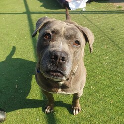 Adopt a dog:Teddy/Staffordshire Bull Terrier/Male/6 Years 2 Months,Hello there, my name is Teddy! I'm a sleepy, old gentleman looking for my new home! I'd suit a quiet home where I can be included as part of the family, coming both inside and outdoors, as well as joining you for regular short strolls, or simply snuggling up on a nice soft bed by your feet in the evening. Any children in the home will need to be calm and confident around dogs. I know sometimes you have to go out, if you leave me with some fun toys, yum treats, fresh water bowl and a sheltered, snuggly bed, I should be safe and happy until you get home. I would benefit from daily enrichment and interactive feeders to help keep my mind and body active. I’d be best as the only dog in the home, as I am not fond of other dogs and would like all the love, pats and attention for myself. Dog parks and off-leash areas are not ideal for me as I do not like rude dogs rushing up to my face and would prefer walks around the neighbourhood or on-lead areas where we can relax and enjoy our time together.  If I sound like the gentleman for you, please come in to meet me. -Level 2 ART Adoption -Quiet home -Dog confident children -Best as only dog -No dog parks -No Small animals/Cats/Pocket pets -Time alone handout -Ongoing positive reinforcement training