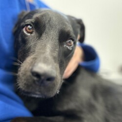 Frankie/Labrador Retriever / Australian Kelpie/Male/7 Years 2 Months,Hey there my name is Frankie and I am an older fella who is looking for my new forever home where I can spend my days relaxing in the sun and my nights cuddling while watching some Netflix with my humans!! A little about me, I will need a quieter home with no children as I need a predictable home life. I would love to have indoor and outdoor access so that I can explore the yard and then curl up in a nice comfy spot to sleep. I also have a good association with crates and find these comforting so settling up a crate as a safe haven is a great idea for me. I will need an owner who is experienced with dogs and has some knowledge when it comes to training, I respond well to positive reinforcement training and will need this in my new home. I will need a nice secure yard to explore and nap in and I will also need to be the only animal in the home. I can walk at distance from other dogs but get uncomfortable when they come close so I won't be the boy that can go to off lead areas or cafes that are heavy with dog traffic. Requirements: -Must meet all family -Adult Only Home -Must be only dog -Quiet Home -Experienced Owner  ﻿**If you are interested is giving this wonderful pet a home please visit our website and complete an expression of interest 