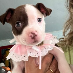 Adopt a dog:Moo/Pit Bull Terrier/Female/Baby,Moo, a delightful pitbull mix puppy, is bursting with energy and charm. With her expressive green eyes and playful spirit, she's sure to capture your heart. While she may be a little feisty when she's not in the mood for cuddles, her playful nature and affectionate personality make her an irresistible companion.

Moo loves to play and explore, and she's always up for an adventure. One of her favorite pastimes is grabbing your pant leg and pretending to pull you around the house, a game she finds incredibly entertaining. Her boundless energy and enthusiasm will keep you laughing and on your toes.

Despite her feisty moments, Moo is a loving and loyal dog. She craves attention and affection, and she'll do anything to be close to her human companions. With a little patience and understanding, you'll discover the gentle soul beneath her playful exterior.

If you're looking for a loyal, energetic, and affectionate companion, Moo is the perfect dog for you. She's a loving and playful puppy who will bring joy and laughter into your life. Don't miss out on the opportunity to adopt this adorable and spirited pup.