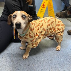 Betty/Welsh Corgi (Pembroke) / Staffordshire Bull Terrier/Female/9 Years 3 Months,Hi there! I’m Betty and I’m a very sweet mature lady who is ready to start a new chapter! I wasn’t in the best condition when I first arrived at the shelter, but I still LOOOOVEE people, and I would love to come home with you and give you all the snuggles on the lounge whilst we watch a movie! Or I’d love to have a nice nap in a round fluffy snuggle bed, they’re so comfy!  As you can probably tell, my legs look a little funny, don’t they? The technical name is “Angular Limb Deformity”, but you may also know it as ‘bow legged’ or ‘knee knocking’. They all mean that my legs are a bit bowed. The vets have checked me over, I can walk around normally, and I am not in pain, but it is important that I don’t become overweight in the future, as this can lead to arthritis. If at any point it seems like I am in pain when trying to walk, it would be best to take me to a vet for a check-up. Whilst I've been in RSPCA's care, I also had a biopsy performed on a lump on my mammary glands, which was a ‘Malignant mass’ (tumor), the tumor was completely removed with no abnormal tissue remaining. Should you be interested in adopting me, our RSPCA veterinarians are happy to provide you with more information.  My pearly whites just had an awesome clean and I had some teeth removed but there are no ongoing issues! So, sometimes I get a little bit worried about being on my own but with the help of my friends here at the shelter, I am starting to learn that some alone time isn’t such a bad thing! You see, all I’ll need is a nice long-lasting chew and something for me to do! I love playing with those cardboard boxes, especially if there’s some treats hidden in them! I have so much FUN when I get to go looking for treats hidden around the yard. Due to being a little Nanna dog, I won’t require lots of exercise, just enough to keep my mind active and sniff all the stuff and all the things!  I am a friendly dog but due to my excitement with making new friends, I will need to meet all my new friends to ensure we will get along! I’m sure we will though! I’ll also have to meet all members of the household, have secure fencing, indoor/outdoor access and ideally, I would love to have someone at home most of the time to hang out with in a peaceful, home environment. Don’t forget I give great cuddles, so I’ll make it worth your time!  Do you think you have all the love possible to give me? If so, I would love for you to come and meet me! All you must do is contact my people. They know what to do!   Requirements: 