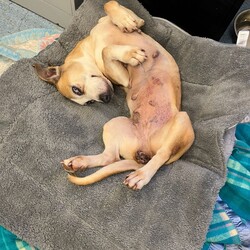 Betty/Welsh Corgi (Pembroke) / Staffordshire Bull Terrier/Female/9 Years 3 Months,Hi there! I’m Betty and I’m a very sweet mature lady who is ready to start a new chapter! I wasn’t in the best condition when I first arrived at the shelter, but I still LOOOOVEE people, and I would love to come home with you and give you all the snuggles on the lounge whilst we watch a movie! Or I’d love to have a nice nap in a round fluffy snuggle bed, they’re so comfy!  As you can probably tell, my legs look a little funny, don’t they? The technical name is “Angular Limb Deformity”, but you may also know it as ‘bow legged’ or ‘knee knocking’. They all mean that my legs are a bit bowed. The vets have checked me over, I can walk around normally, and I am not in pain, but it is important that I don’t become overweight in the future, as this can lead to arthritis. If at any point it seems like I am in pain when trying to walk, it would be best to take me to a vet for a check-up. Whilst I've been in RSPCA's care, I also had a biopsy performed on a lump on my mammary glands, which was a ‘Malignant mass’ (tumor), the tumor was completely removed with no abnormal tissue remaining. Should you be interested in adopting me, our RSPCA veterinarians are happy to provide you with more information.  My pearly whites just had an awesome clean and I had some teeth removed but there are no ongoing issues! So, sometimes I get a little bit worried about being on my own but with the help of my friends here at the shelter, I am starting to learn that some alone time isn’t such a bad thing! You see, all I’ll need is a nice long-lasting chew and something for me to do! I love playing with those cardboard boxes, especially if there’s some treats hidden in them! I have so much FUN when I get to go looking for treats hidden around the yard. Due to being a little Nanna dog, I won’t require lots of exercise, just enough to keep my mind active and sniff all the stuff and all the things!  I am a friendly dog but due to my excitement with making new friends, I will need to meet all my new friends to ensure we will get along! I’m sure we will though! I’ll also have to meet all members of the household, have secure fencing, indoor/outdoor access and ideally, I would love to have someone at home most of the time to hang out with in a peaceful, home environment. Don’t forget I give great cuddles, so I’ll make it worth your time!  Do you think you have all the love possible to give me? If so, I would love for you to come and meet me! All you must do is contact my people. They know what to do!   Requirements: 