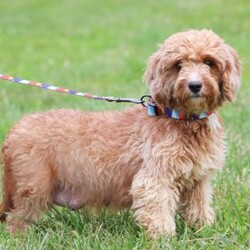 Carla/Cavapoo									Puppy/Female	/7 Weeks,Meet Carla, an adorable F1B Cavapoo who is ready to fill your home with joy and love! With her soft, curly coat and bright, expressive eyes, this little girl is the perfect mix of her Poodle dad, Sammy (12 lbs), and her Cavapoo mom, Beaulah (13 lbs). Her playful personality and gentle demeanor make her a wonderful companion for any family.