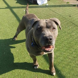 Adopt a dog:Teddy/Staffordshire Bull Terrier/Male/6 Years 2 Months,Hello there, my name is Teddy! I'm a sleepy, old gentleman looking for my new home! I'd suit a quiet home where I can be included as part of the family, coming both inside and outdoors, as well as joining you for regular short strolls, or simply snuggling up on a nice soft bed by your feet in the evening. Any children in the home will need to be calm and confident around dogs. I know sometimes you have to go out, if you leave me with some fun toys, yum treats, fresh water bowl and a sheltered, snuggly bed, I should be safe and happy until you get home. I would benefit from daily enrichment and interactive feeders to help keep my mind and body active. I’d be best as the only dog in the home, as I am not fond of other dogs and would like all the love, pats and attention for myself. Dog parks and off-leash areas are not ideal for me as I do not like rude dogs rushing up to my face and would prefer walks around the neighbourhood or on-lead areas where we can relax and enjoy our time together.  If I sound like the gentleman for you, please come in to meet me. -Level 2 ART Adoption -Quiet home -Dog confident children -Best as only dog -No dog parks -No Small animals/Cats/Pocket pets -Time alone handout -Ongoing positive reinforcement training