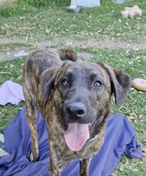 Brindle/Labrador Retriever/Male/1 Year 3 Months,Hey there, the name is Brindle.  I'm a beautiful, big boy looking for my forever home.. away from the shelter life.  I haven't had much life experience so I will need the support of my forever person to help guide me and mold me into the best boy there is!  Positive reinforcement training in the home is a good start, being rewarded for looking into the eyes of my carer will help me build a lasting bond with you. Once I start to settle in the home and get used to your daily routine then I'll be ready to start exploring the world, but slowly, 'cos like I said earlier, I haven't seen much of the world yet! Keep me busy when you're busy by providing me with lots of things to keep me occupied. I like dogs so if you already have a dog in the home, it's best if you bring them into the shelter to meet me first.  Any kids in the home have to be over the age of 15 years and confident around big dogs! My owner needs to be experienced with dogs to be able to pick up on my emotions when I'm feeling overwhelmed and need you to advocate for me!  Anyway, I really just need a chance to show you how much love I have to give! 