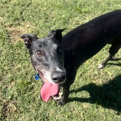 Ashley/Greyhound/Female/6 Years 5 Months,Hi everyone my name is Ashley and I am a super fun loving greyhound who is looking for her perfect match!! I am a medium energy girl, unlike other greyhounds I can be a bit jumpy and pushy when I want something from my humans, I have my moments of speed and zoomies but then I am happy to explore the yard and have a nap in the sun. I would love a bigger backyard with a fun zoom track for me to use, having indoor and outdoor access would be ideal for me as I do love the creature comforts of home and a nice comfy couch with my name on it sounds devine. I will not be suited to apartment living as I need access to a yard to do my zoomies when needed. My ideal home would be with older kids, I can be a bit snatching with my food and I love to have my own toys, I will need a family that can be respectful of that and continue to proactive trade outs with me. I would also like to be the only pet in the home, I have meet some dogs and walk well with them if they are calm but I do not enjoy them jumping on me and invading my personal space. I would love my new family to have some knowledge of my breed or have done some research about my needs. Requirements: -Must meet all family  –  No children under 12 -Must be only pet  –  Indoor/outdoor access (not suited to apartments) If you think I could be the girl for you please head into the shelter today and say hi, I would love to meet my new family and come home with you!! Love Ashley