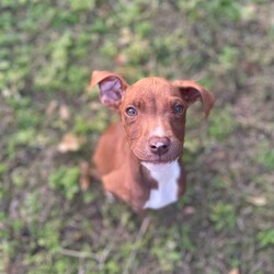 Elbow Eddie/American Staffordshire Terrier/Male/6 Months,Hi there! My name’s Eddie, and I’m a little guy with a BIG personality—and trust me, it’s impossible not to fall for my charm. When I first arrived, I wasn’t feeling too great, but thanks to some TLC from the amazing staff, I’m back on my paws and putting on some healthy weight. I’m still catching up on growing strong bones and muscles, so my new family will need to keep me on a high-quality diet to help me reach my full (adorable) potential! I may be small, but I’ve got a big brain and I’m ready to learn! I’ve already started mastering some basics like walking on a leash and sitting, but I’m really looking for someone who’s ready to take my training to the next level. I love learning new things, especially when you make it fun with positive training and cool enrichment toys. Oh, and I still get pretty excited about food, so a slow feeder or puzzle toys will definitely help me pace myself at mealtime! I do best with older kids who can be part of my training team—together we’ll learn all the house manners! I’ve also met a few dogs here at the shelter and had fun playing, but I’m still working on my social skills. So if you’ve got a tolerant, friendly dog at home, I’d love to learn the ropes from them. If you’re looking for a little buddy with a lot of love and potential, I might just be your perfect match! Requirements: -Must meet all family – Must meet all dogs -Children over 12 – Indoor/outdoor access – Ongoing training Not suitable for homes with small pets (cats, pocket pets, birds, fowl) If you think you could give me a loving home, please head online and apply for me at   or call 0477 064 192