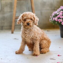 Ceila/Miniature Poodle									Puppy/Female	/8 Weeks,Meet Ceila, the cutest AKC Mini Poodle. She loves to play and has boundless energy. She is always ready for a game of fetch, a brisk walk, or any fun activity that involves their favorite humans. Her playful nature makes her a joy to have around. She has a stunning coat that is both hypoallergenic and non-shedding, perfect for those with allergies. Her fur is beautifully groomed, and she has a graceful presence that turns heads wherever she goes. Poodles are known for their adaptability. They are comfortable in various environments, from bustling city apartments to spacious suburban homes. They get along well with children, other pets, and enjoy being part of family activities.