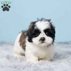 Monty/Shih Tzu									Puppy/Male	/9 Weeks,Woof…Woof! Hey it’s Monty! Monty is a very cute and cuddly Shihtzu puppy that is full of puppy kisses and will be sure to capture your heart with his sweet personality! He was born on July 24 to Mom (Cheyenne) and Dad (Jaxson). Mom weighs 12 lbs. and Dad weighs 14 lbs. So we expect Monty to weigh between 12 and 14 lbs. full grown. Monty is up to date on vaccines and dewormers and a 30 day health guarantee is offered by the breeder. A bag of food, treat, toy, blanky, and paperwork will be sent with Monty to his new home.