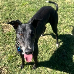 Ashley/Greyhound/Female/6 Years 5 Months,Hi everyone my name is Ashley and I am a super fun loving greyhound who is looking for her perfect match!! I am a medium energy girl, unlike other greyhounds I can be a bit jumpy and pushy when I want something from my humans, I have my moments of speed and zoomies but then I am happy to explore the yard and have a nap in the sun. I would love a bigger backyard with a fun zoom track for me to use, having indoor and outdoor access would be ideal for me as I do love the creature comforts of home and a nice comfy couch with my name on it sounds devine. I will not be suited to apartment living as I need access to a yard to do my zoomies when needed. My ideal home would be with older kids, I can be a bit snatching with my food and I love to have my own toys, I will need a family that can be respectful of that and continue to proactive trade outs with me. I would also like to be the only pet in the home, I have meet some dogs and walk well with them if they are calm but I do not enjoy them jumping on me and invading my personal space. I would love my new family to have some knowledge of my breed or have done some research about my needs. Requirements: -Must meet all family  –  No children under 12 -Must be only pet  –  Indoor/outdoor access (not suited to apartments) If you think I could be the girl for you please head into the shelter today and say hi, I would love to meet my new family and come home with you!! Love Ashley