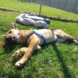 Wyatt/Australian Kelpie/Male/7 Months,Hi, my name is Wyatt and I'm the sweetest boy you'll ever meet! I'm a 6 month old Kelpie X looking for my forever home, could that be with you? I am looking for a loving home with a family that will show me lots of patience and kindness as I continue to learn about the big wide world around me. I'm still building up my confidence to explore new things and need time to get used to everything that life can throw at me, but with the right family I know I will thrive! I am a social kid and will often look to my people for guidance and reassurance. I enjoy getting pats from my humans, however sometimes too much touch can be a bit overwhelming for me as I am still getting used to what humans need from me. I would therefore be best suited to home with no young children as they might find it hard to understand when I have had enough and need my space. I would love my new home to be nice and peaceful with not too many people coming in and out of the home. It would also be great if my new family had prior experience with dog behaviour and are able to understand why I do the things that I do. I respond best to positive training so I can learn in a nice and fun way at my own pace! If you think that your home would be a good fit please fill out an application online at   or call 0477 064 192 and the team at BARC will be in touch to arrange a meet and greet. Love, Wyatt x Requirements: