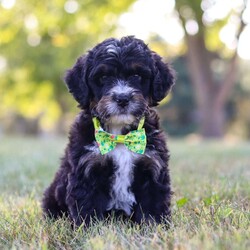 Jude/Bernedoodle									Puppy/Male	/7 Weeks